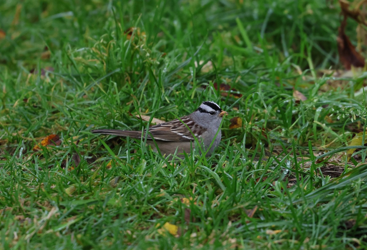 White-crowned Sparrow - ML643980008