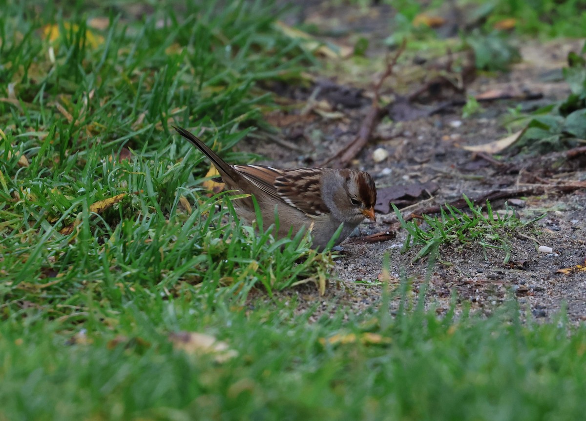 White-crowned Sparrow - ML643980009