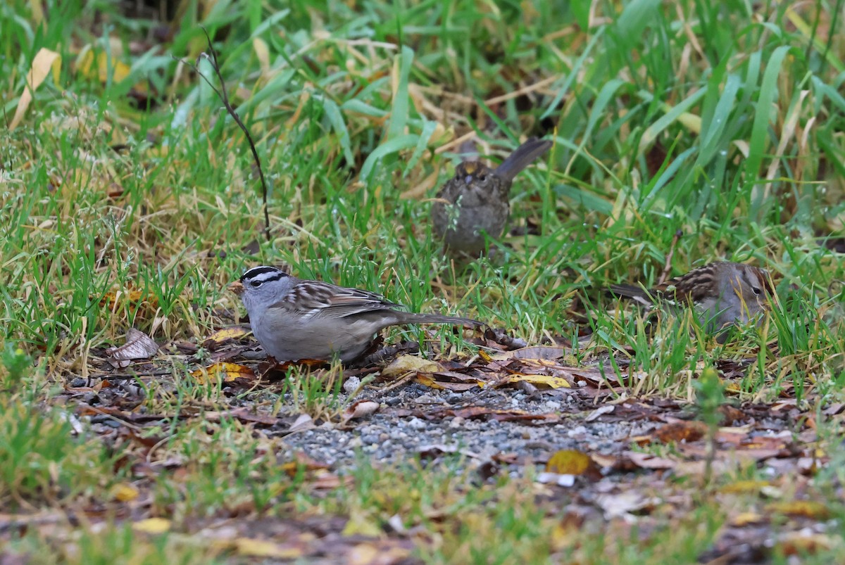 White-crowned Sparrow - ML643980011
