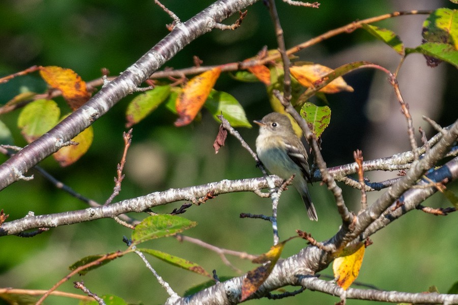 Least Flycatcher - ML643980014