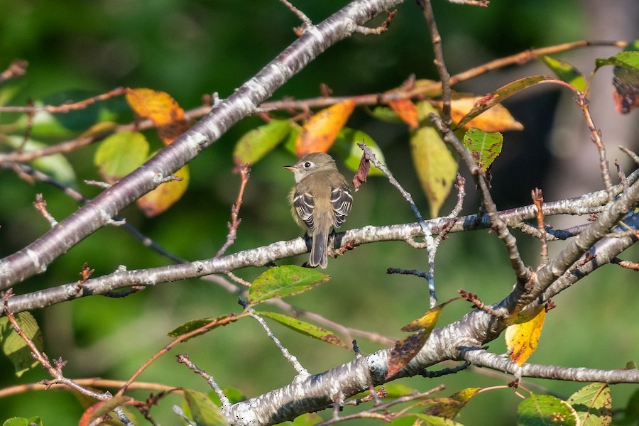 Least Flycatcher - ML643980015