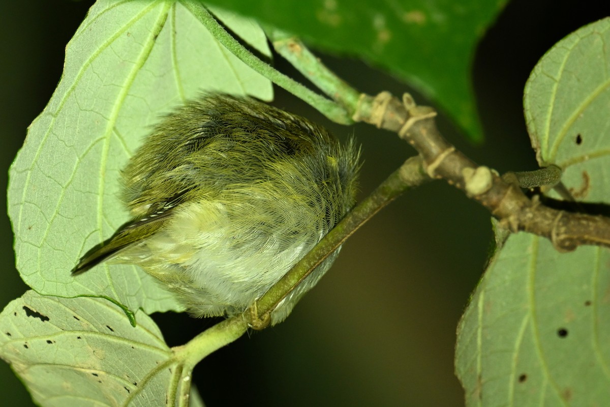 Phylloscopus sp. - ML643980034