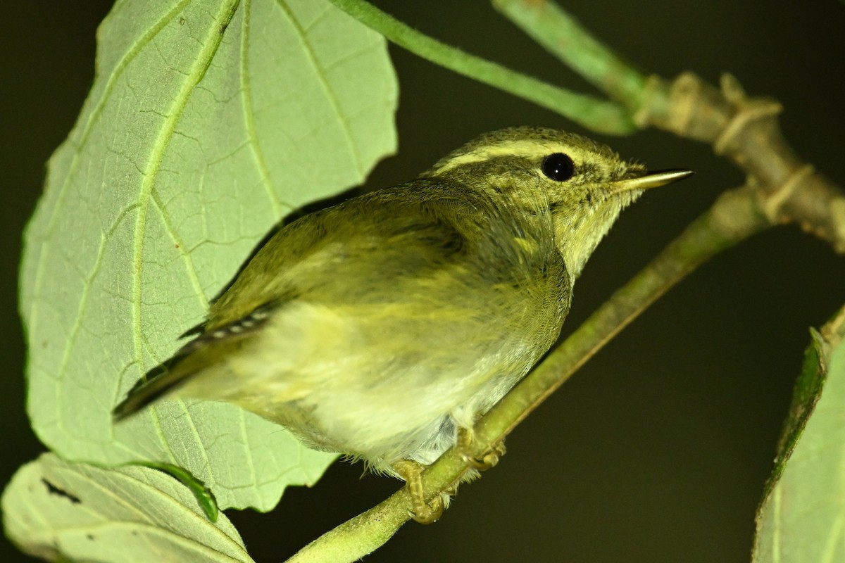 Phylloscopus sp. - ML643980035