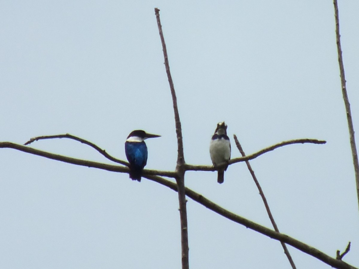 Blue-and-white Kingfisher - ML643980042
