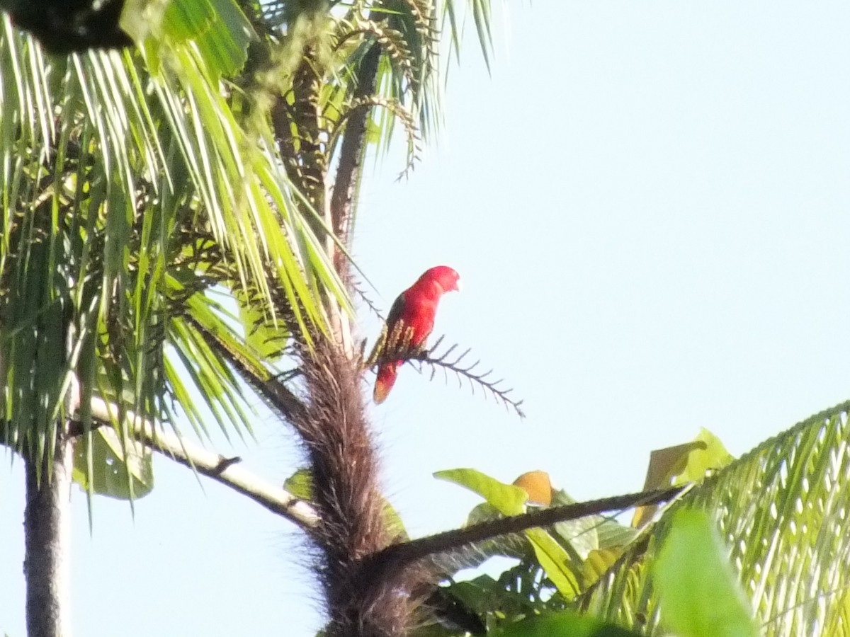 Chattering Lory - ML643980045