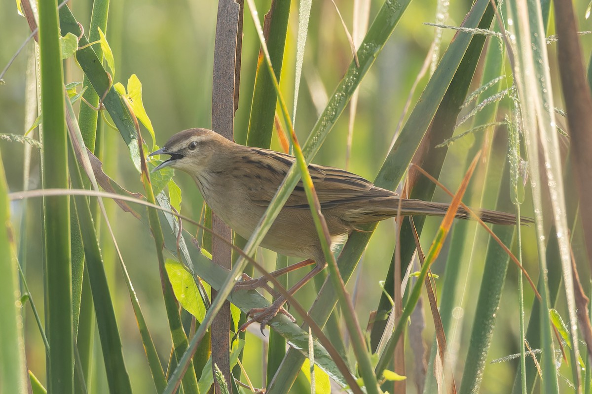 Striated Grassbird - ML643980087
