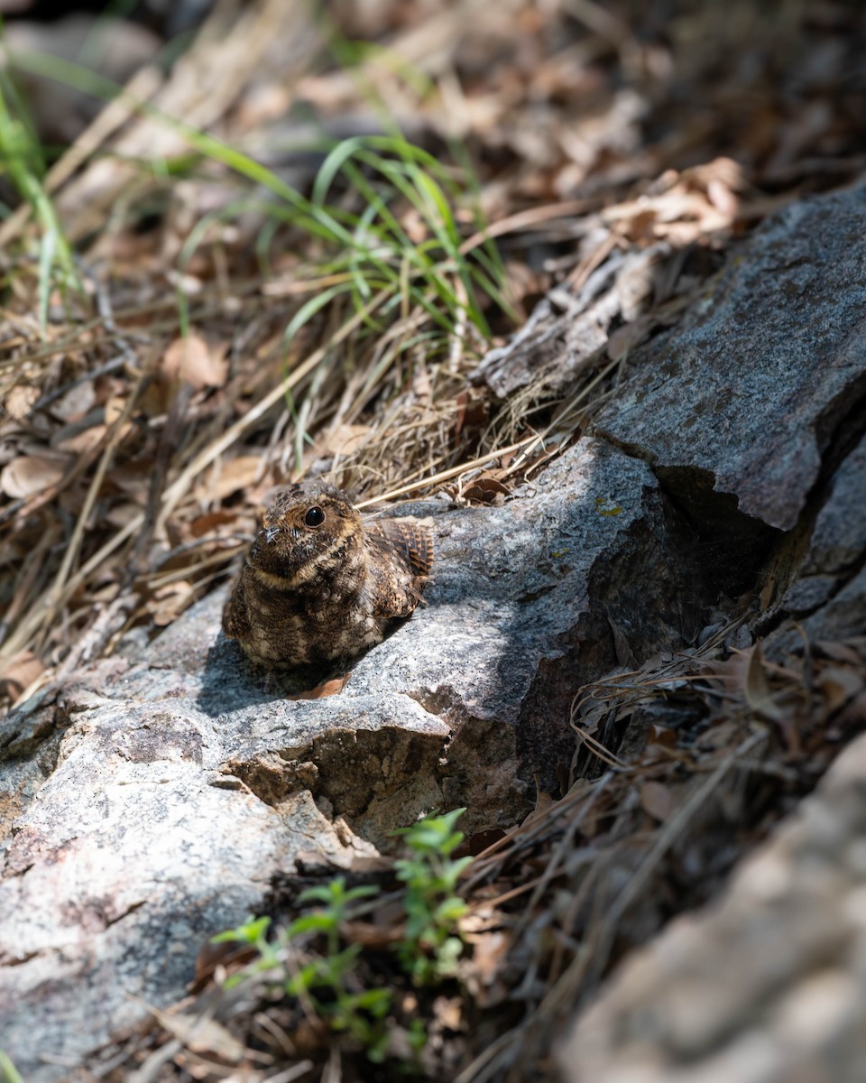 Mexican Whip-poor-will - ML643980134