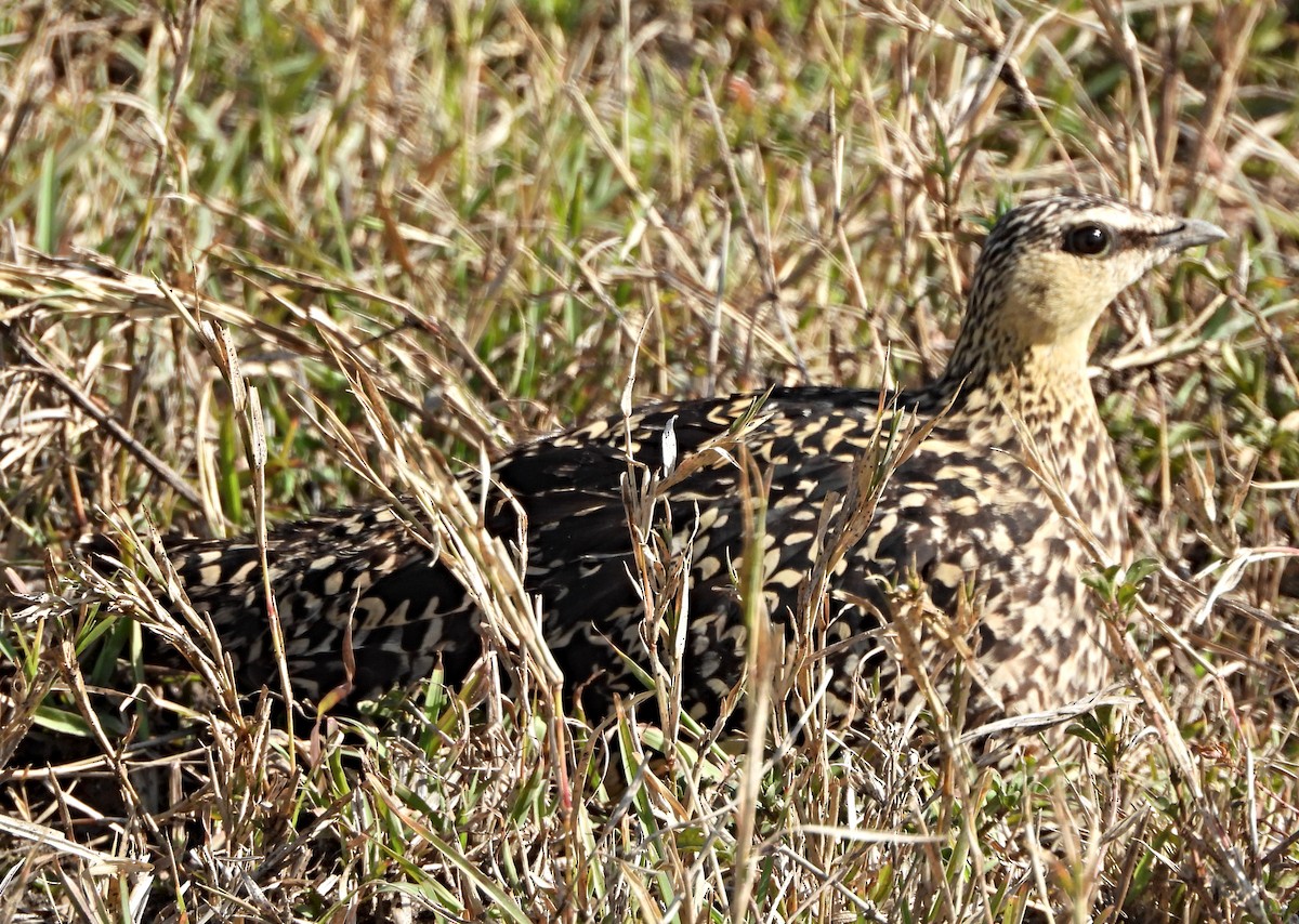 Yellow-throated Sandgrouse - ML643980150