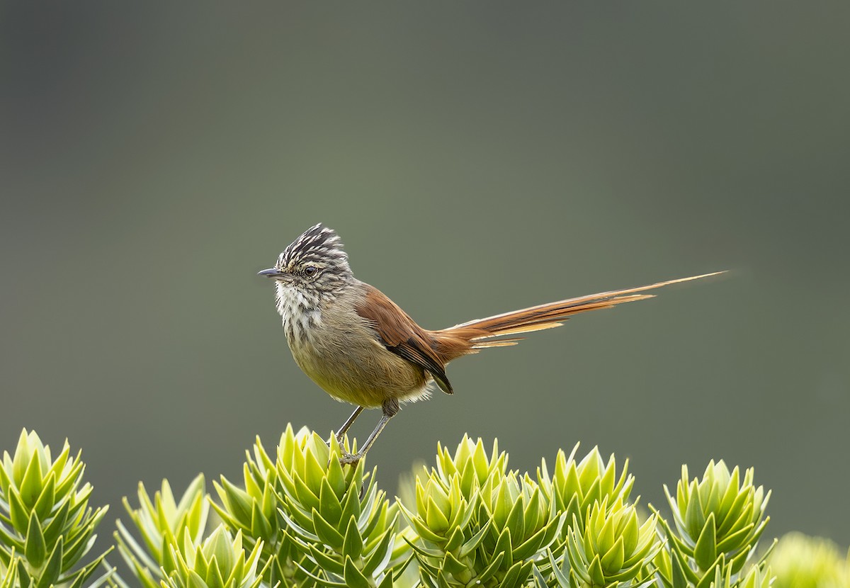 Araukarya Makaskuyruğu - ML643980163