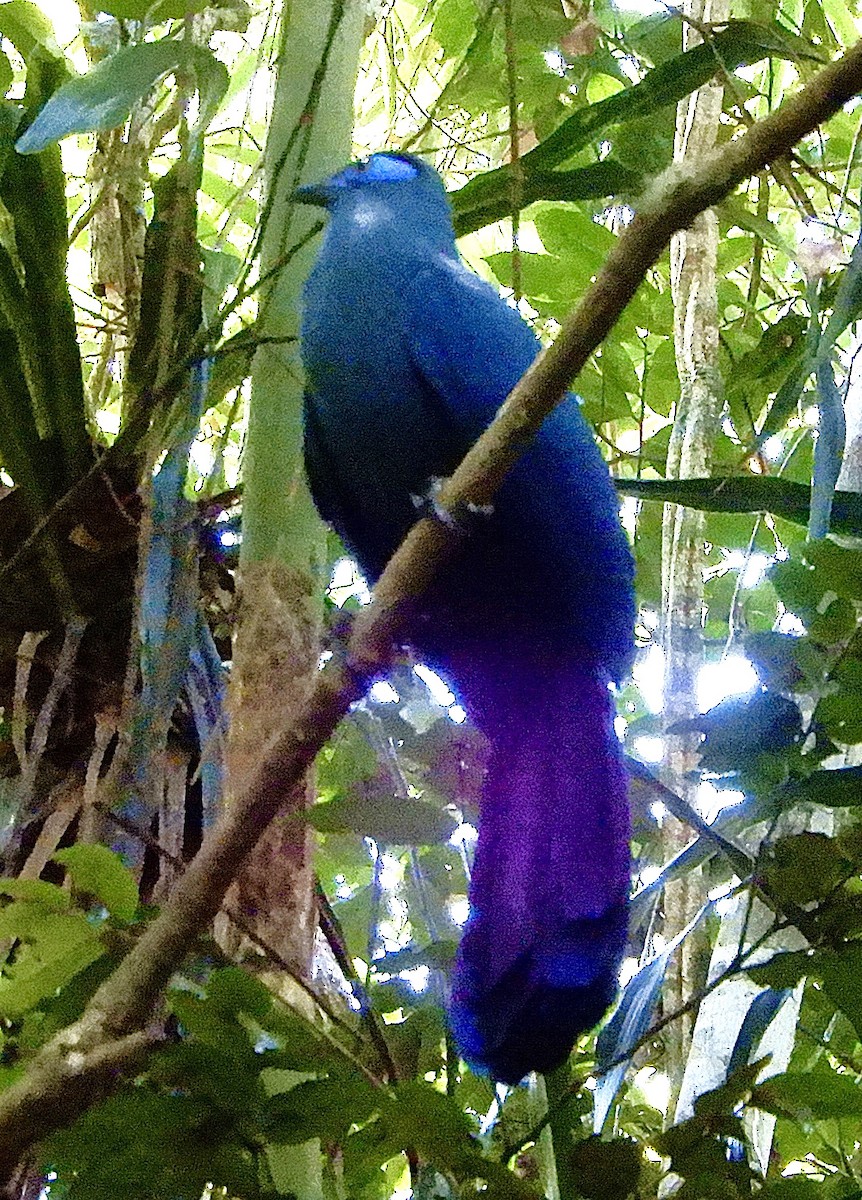 Blue Coua - ML643980179