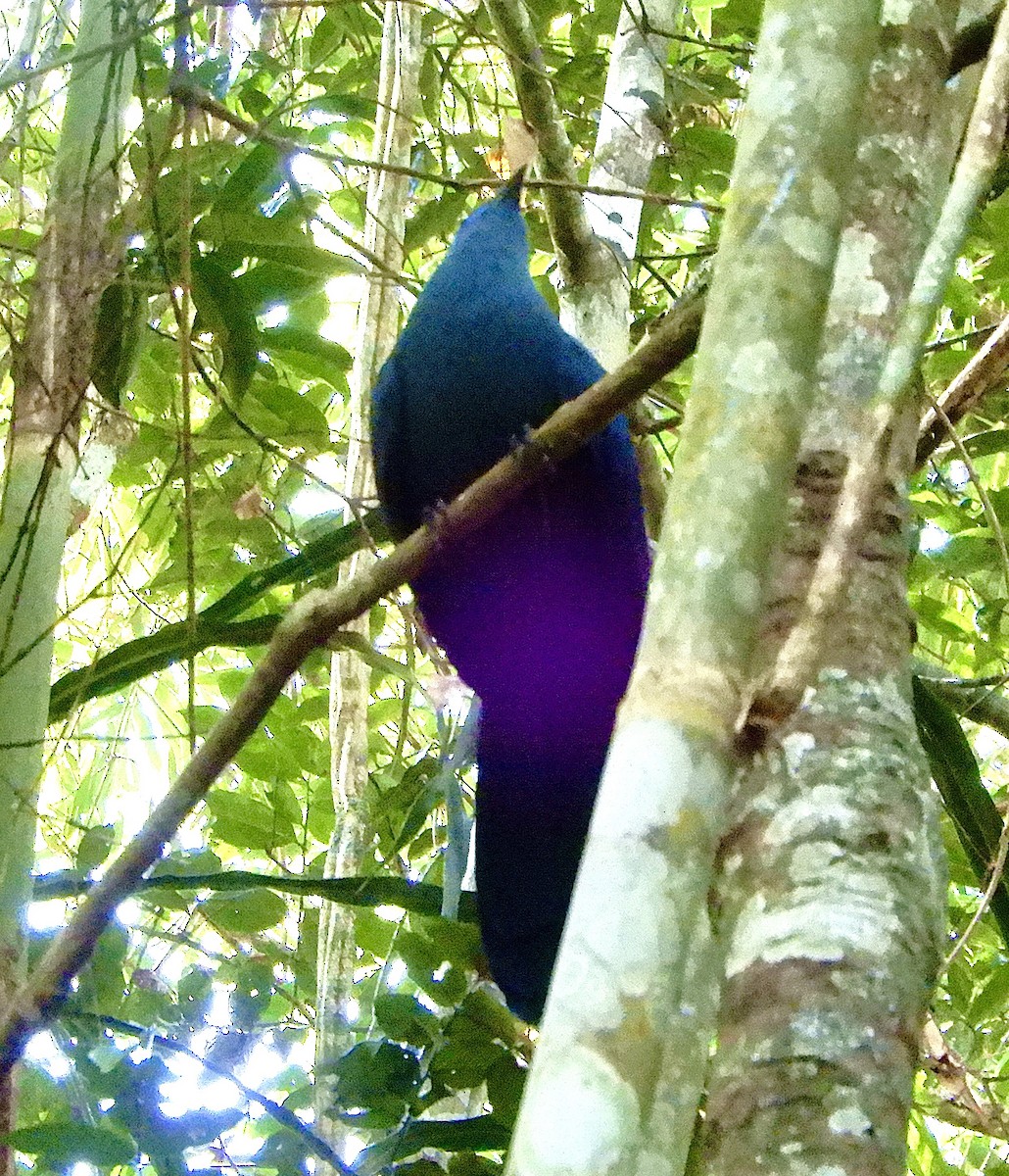 Blue Coua - ML643980180