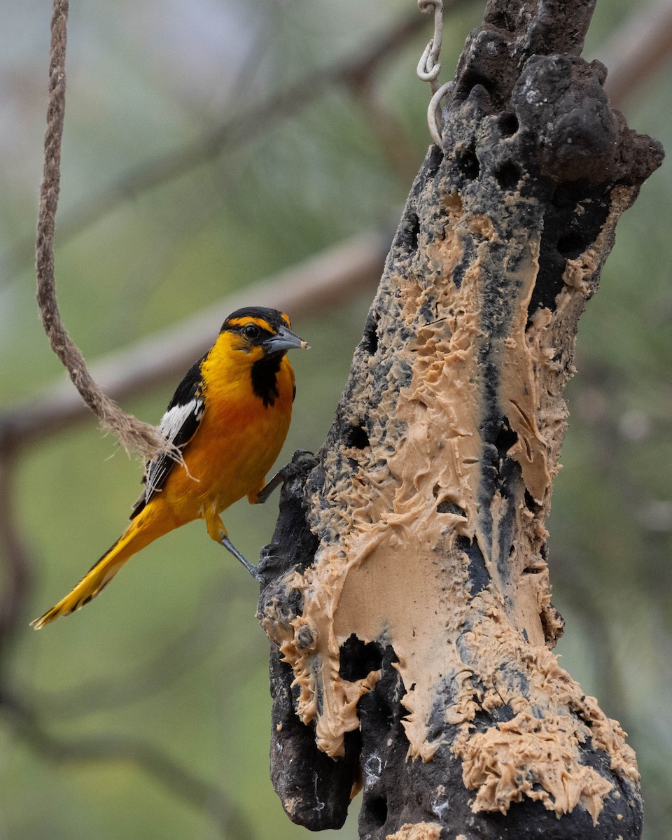 Bullock's Oriole - ML643980228