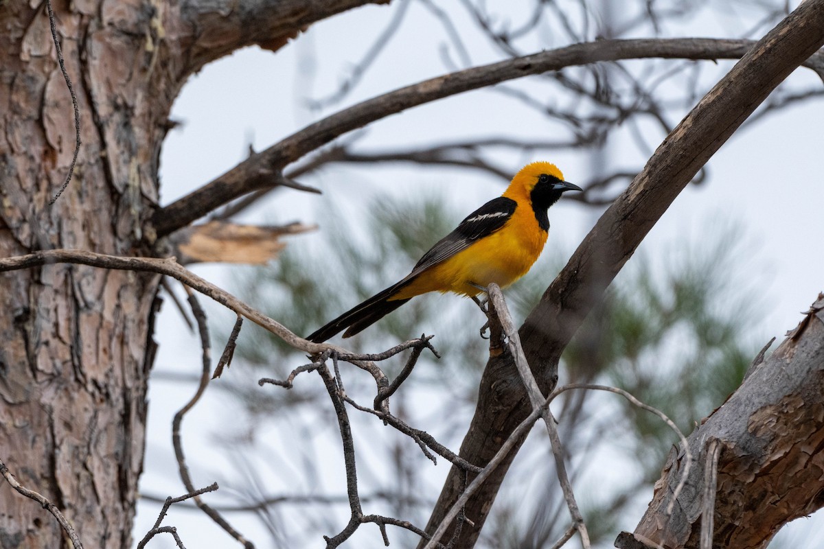 Hooded Oriole - ML643980232