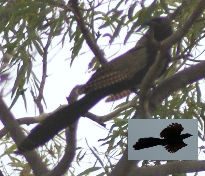 Pheasant Coucal - ML643980242