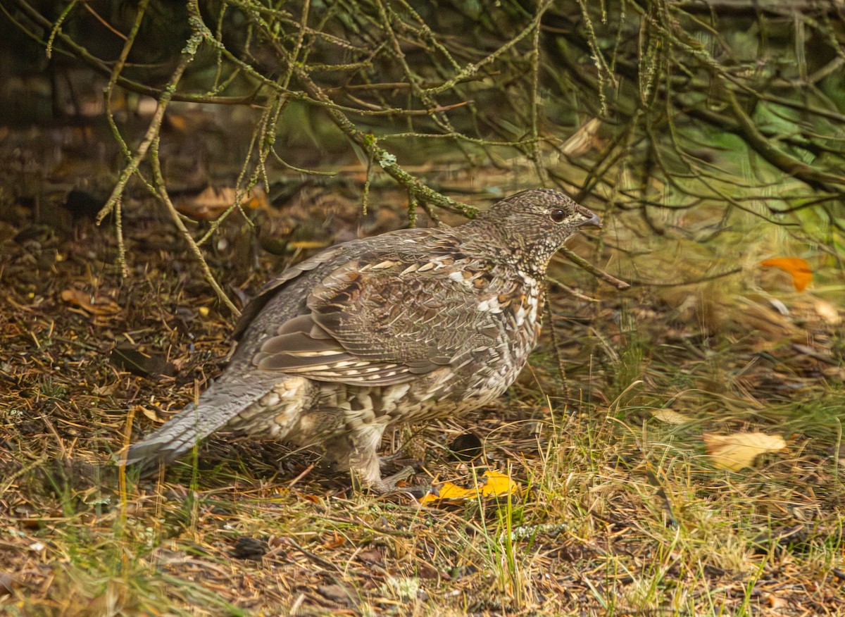 jeřábek kanadský - ML643980250