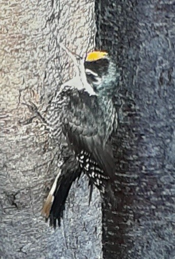 svartryggspett - ML643980282