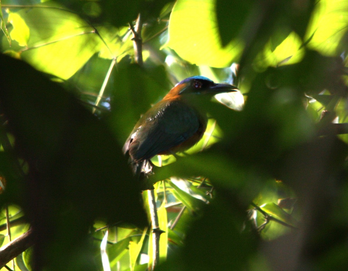 Amazonian Motmot - ML643980295