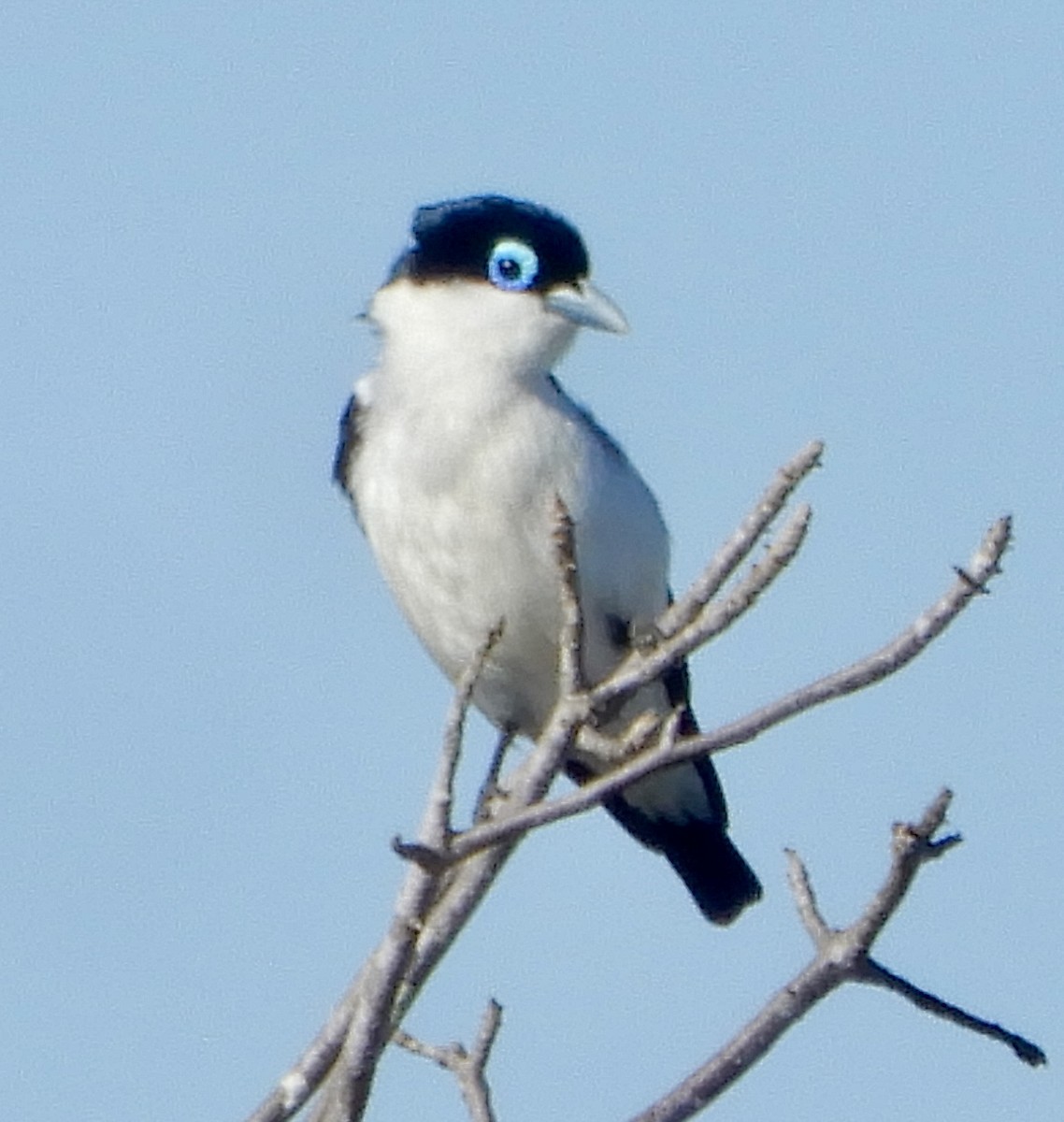 Artamie chabert - ML643980299