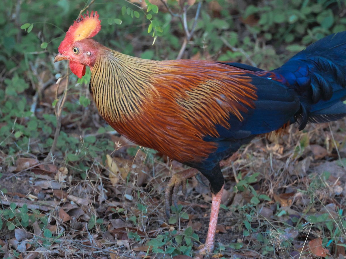 Sri Lanka Junglefowl - ML643980309