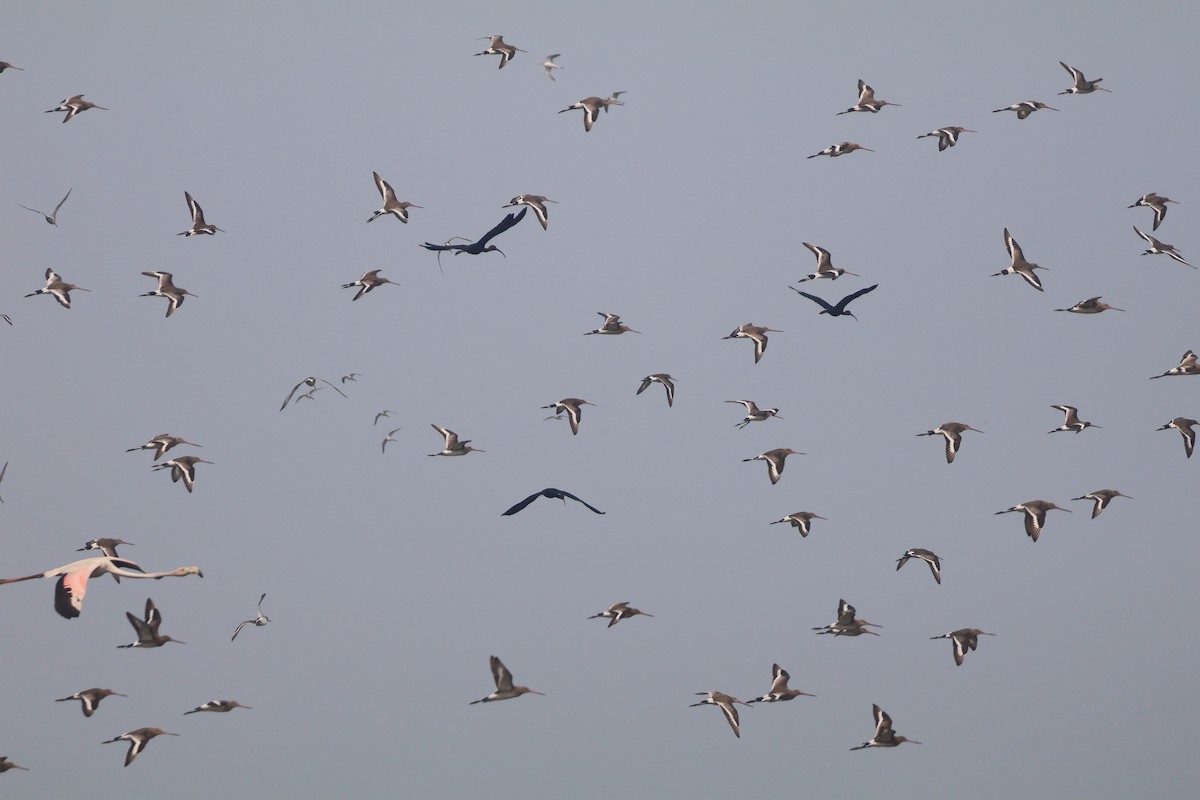 Морин цууцал - ML643980315