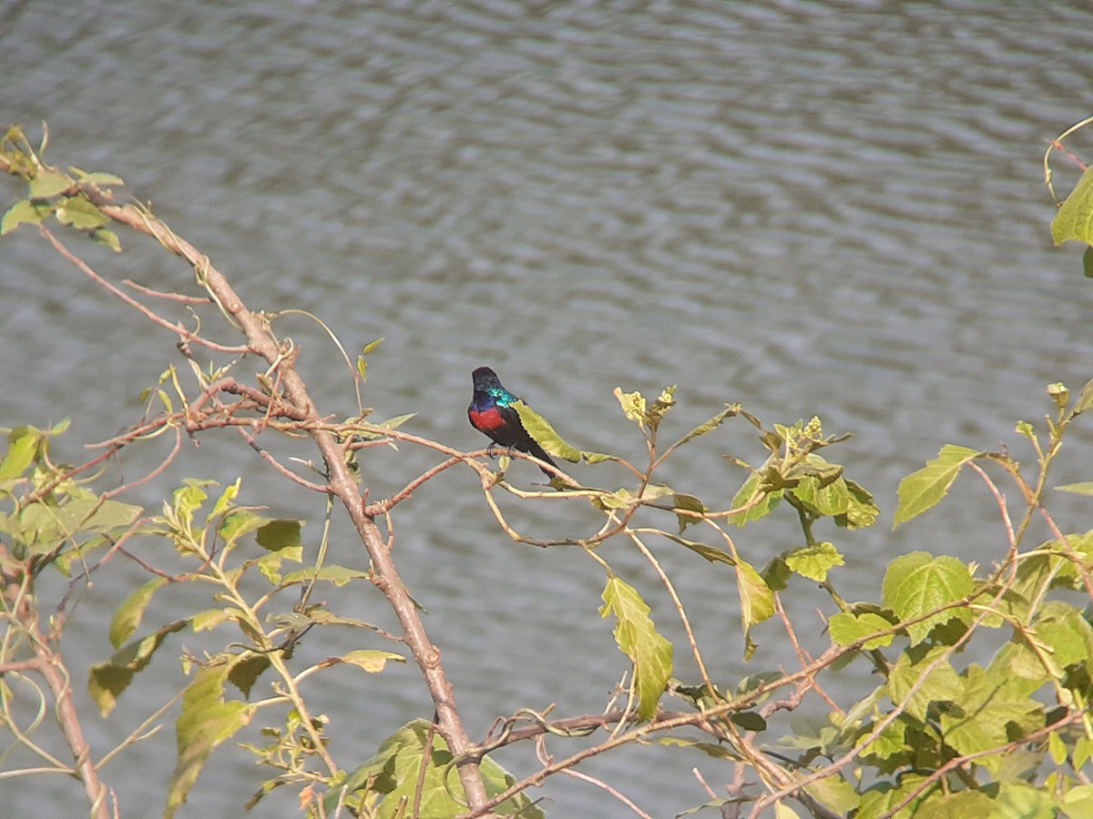Schmucknektarvogel - ML643980354