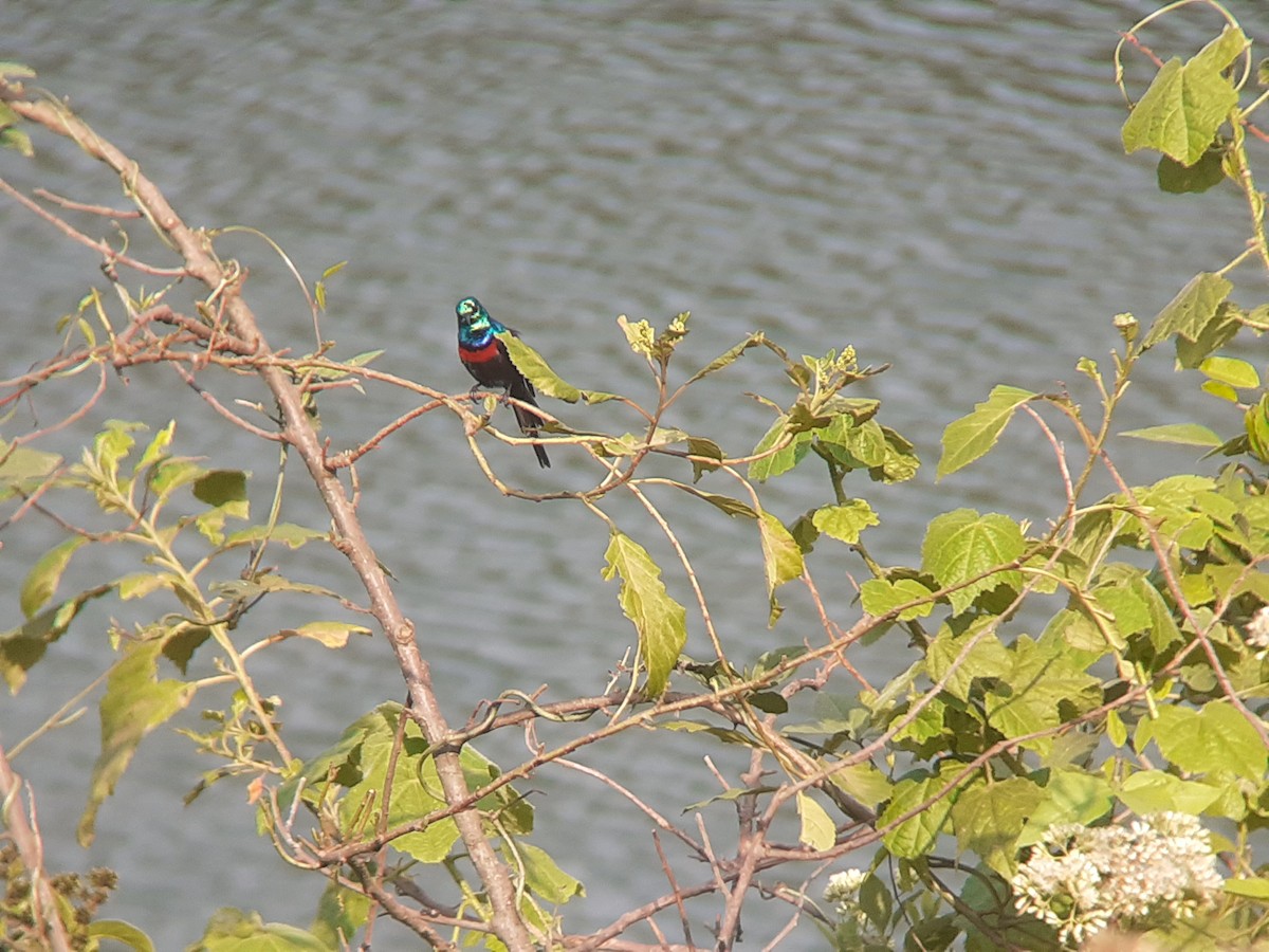 Schmucknektarvogel - ML643980355