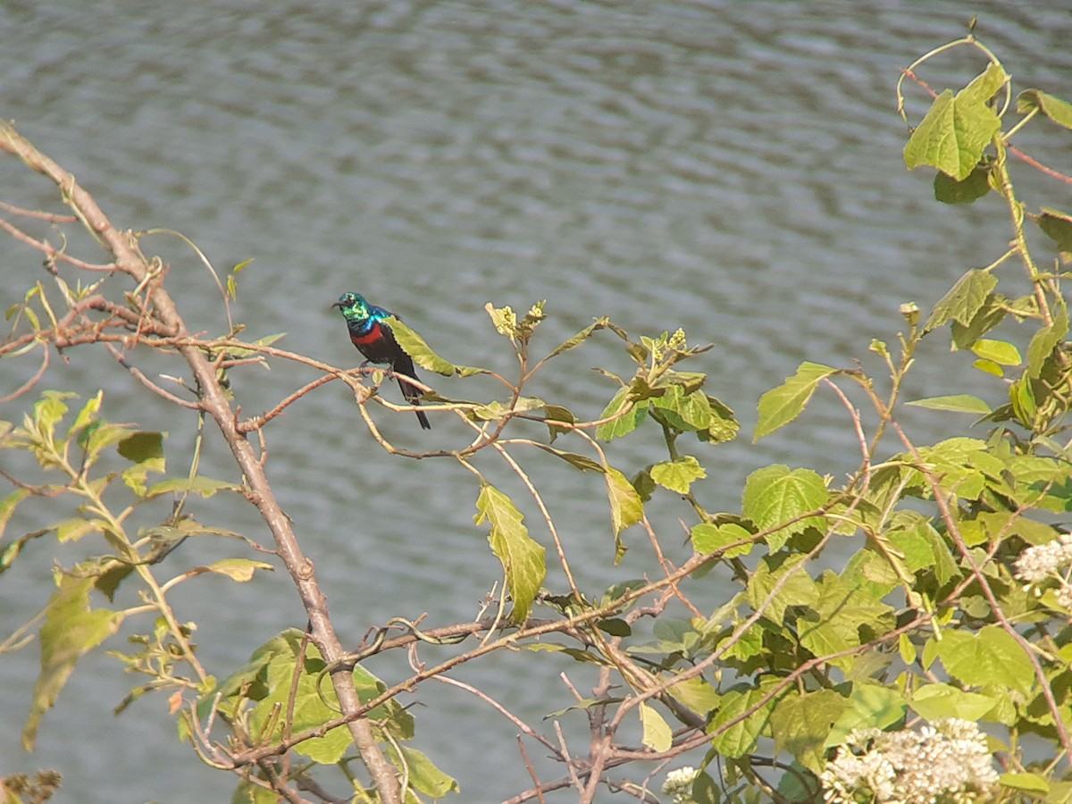 Schmucknektarvogel - ML643980357