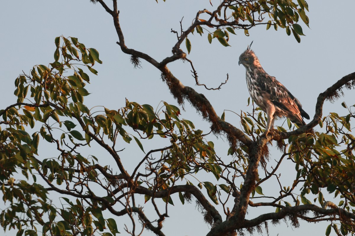 Changeable Hawk-Eagle - ML643980370