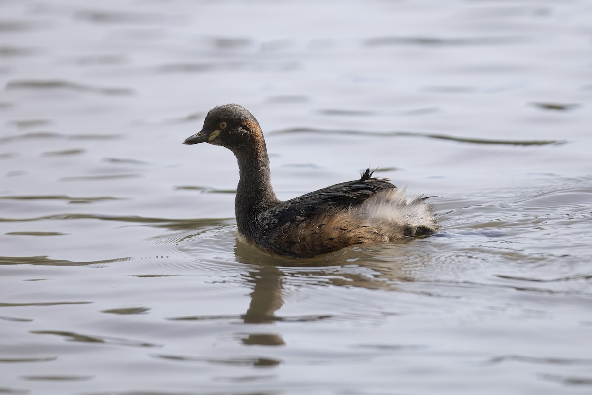Australasian Grebe - ML643980371
