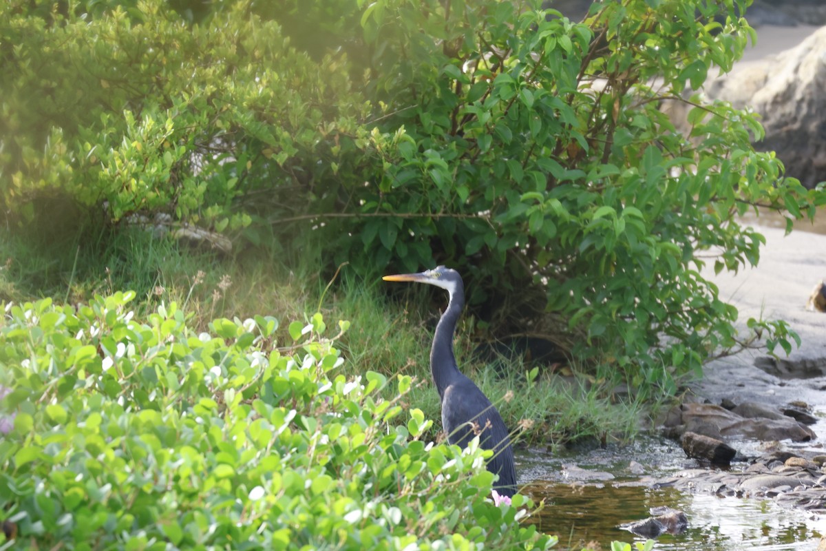 Western Reef-Heron - ML643980394