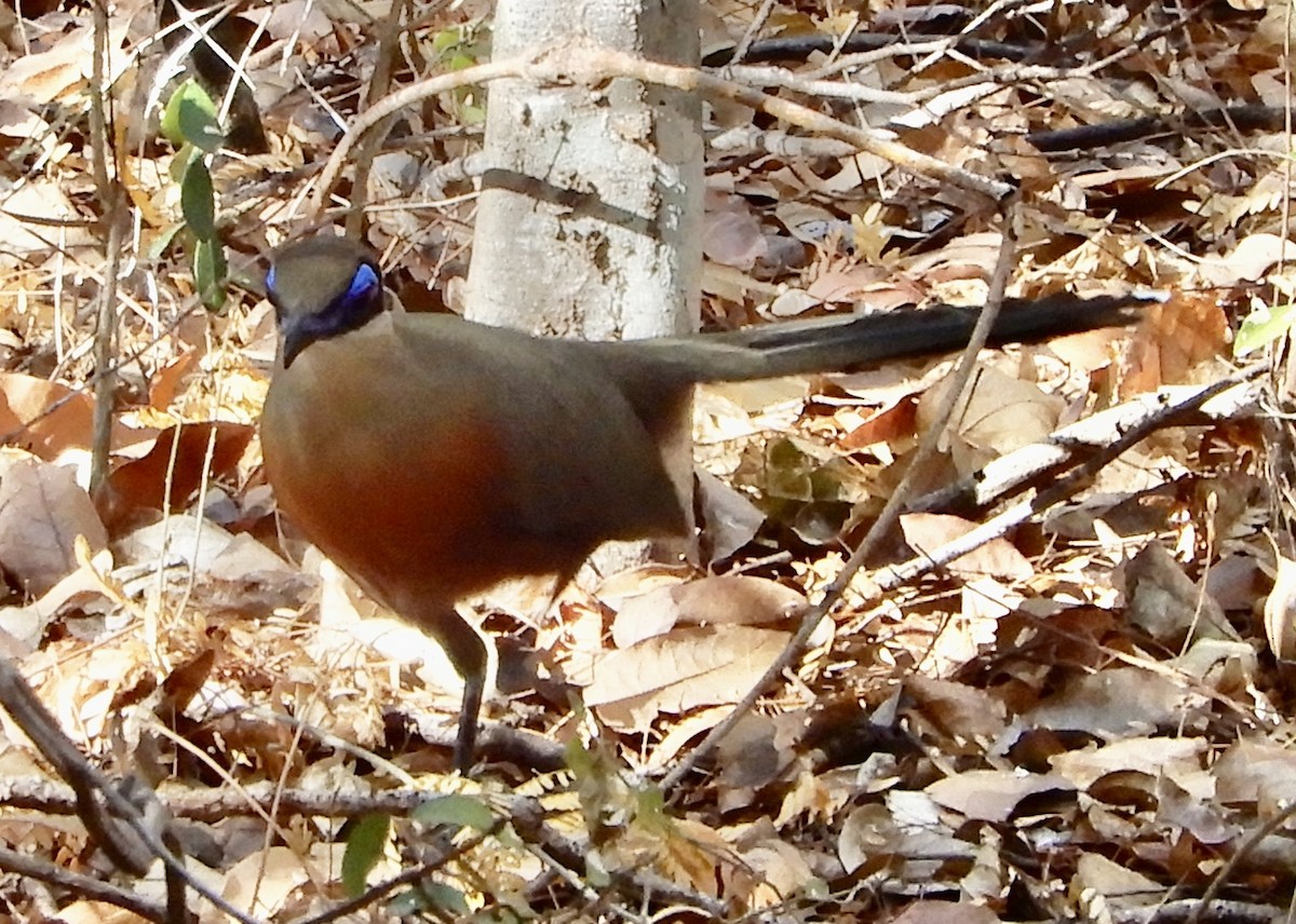 Coquerel's Coua - ML643980421