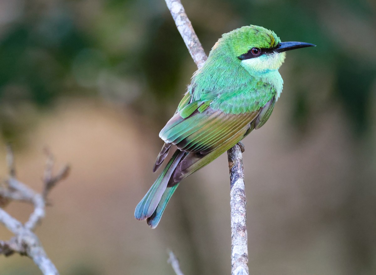 Bronzescheitel-Smaragdspint - ML643980433