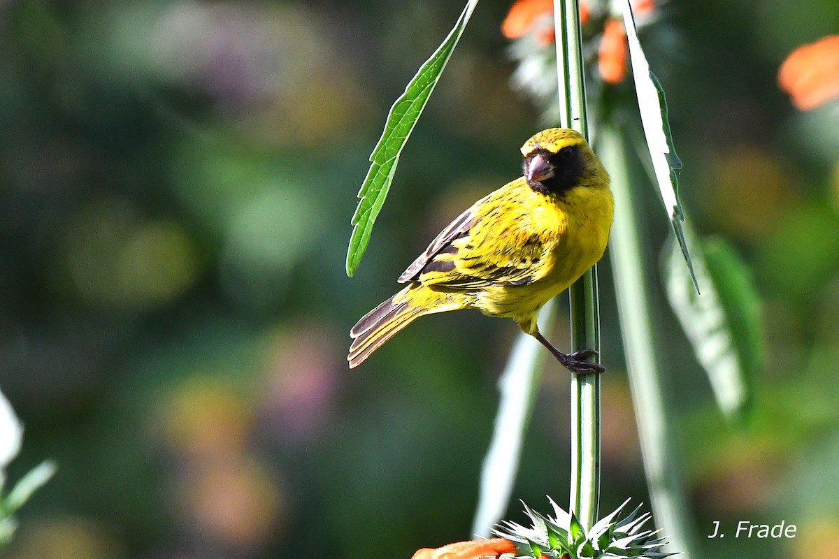 African Citril - ML643980443