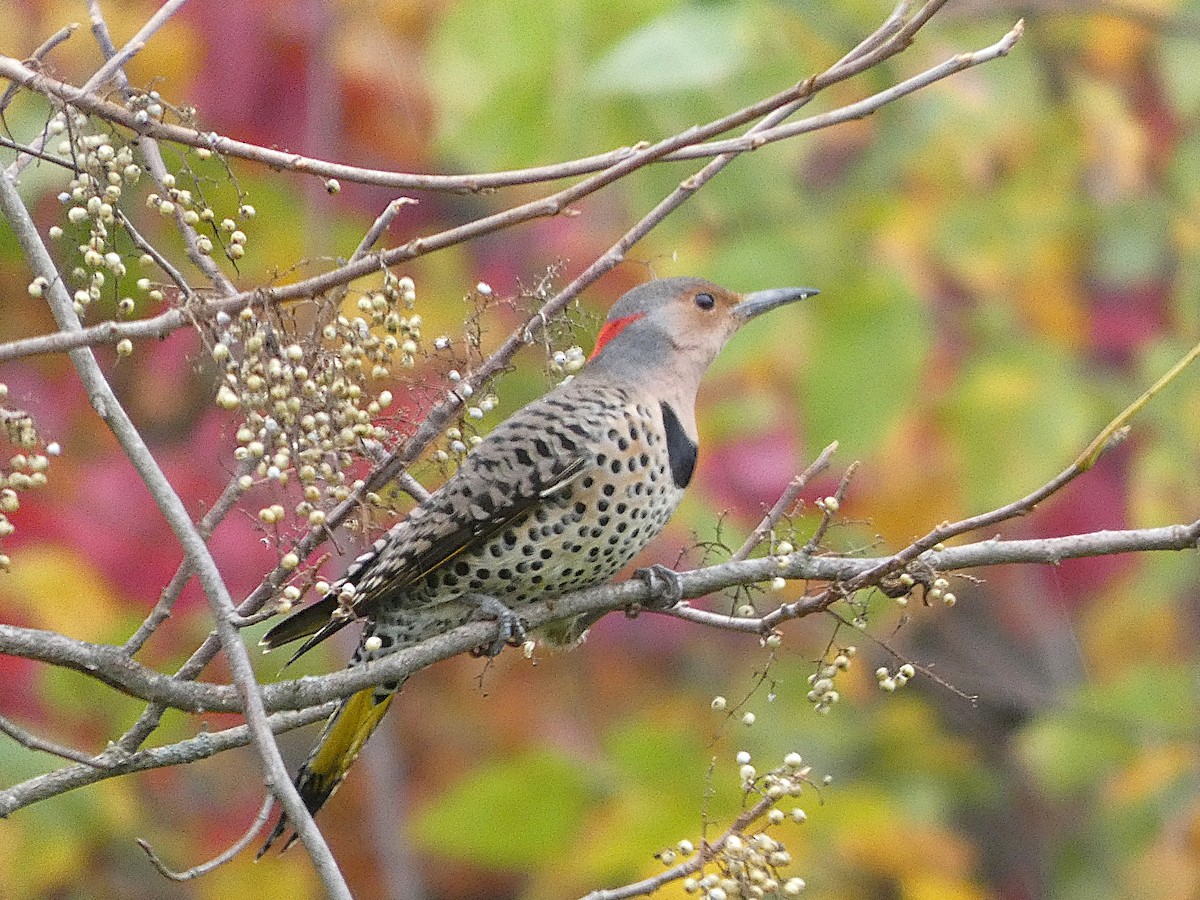 Northern Flicker - ML643980468