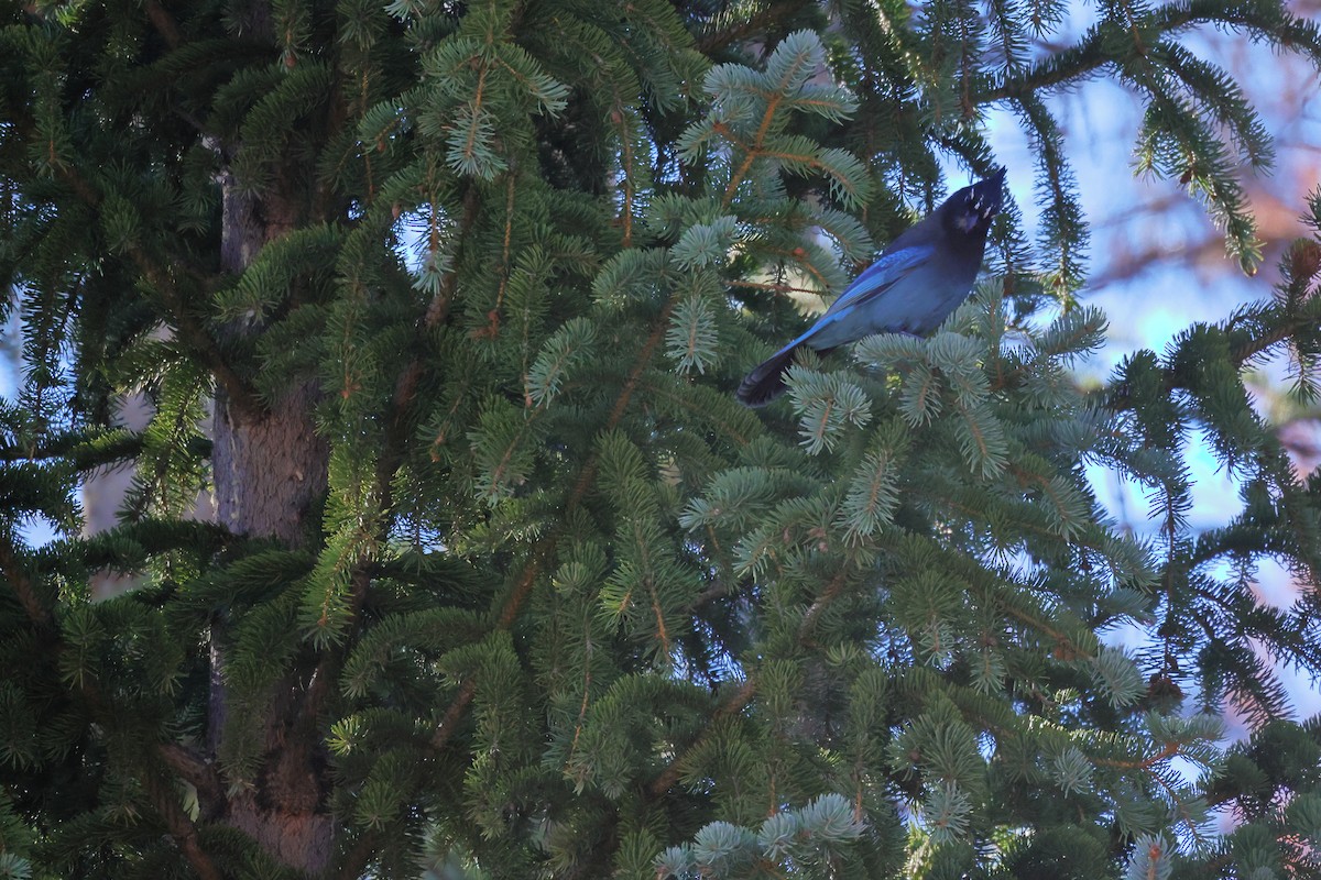 Steller's Jay - ML643980475