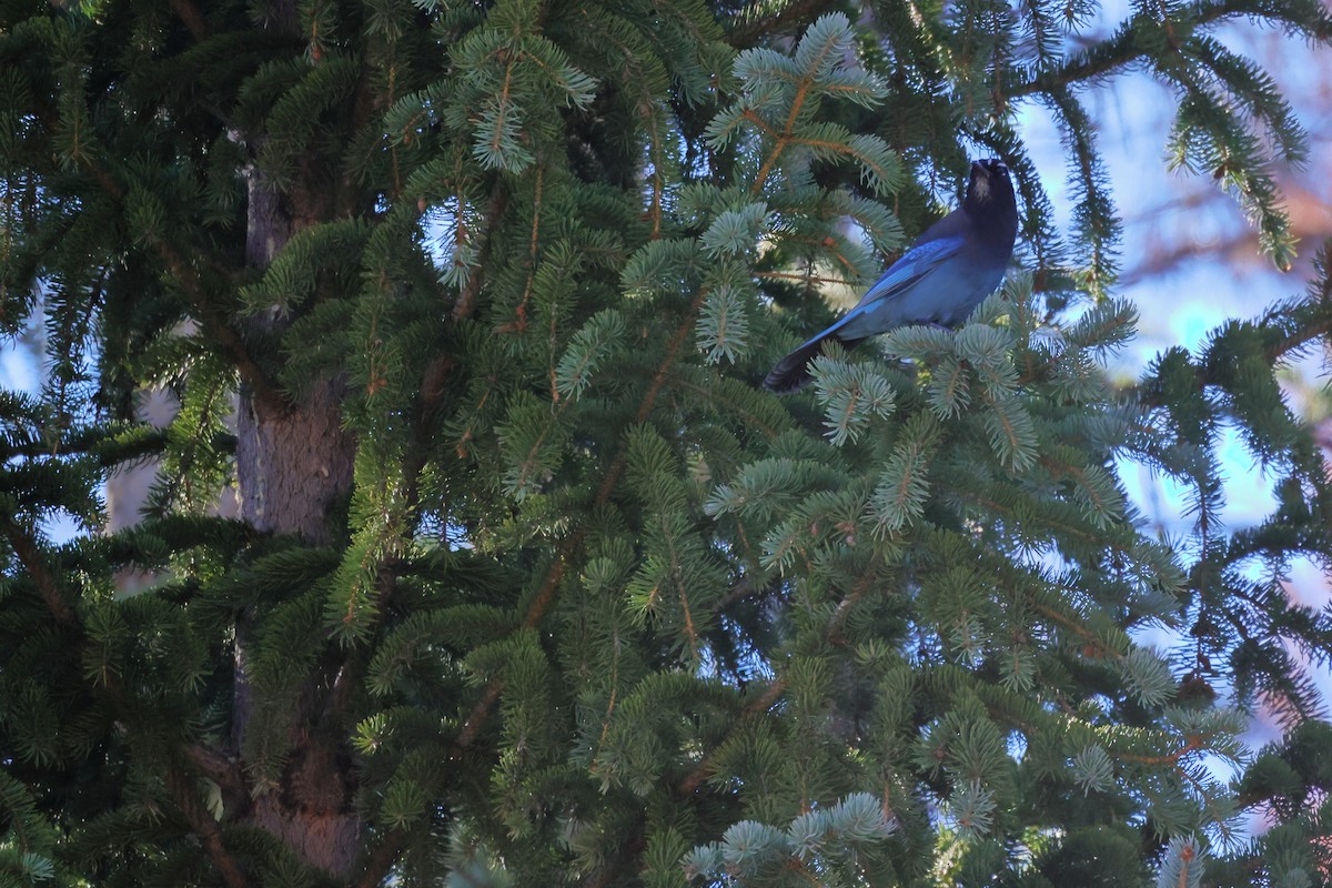 Steller's Jay - ML643980476