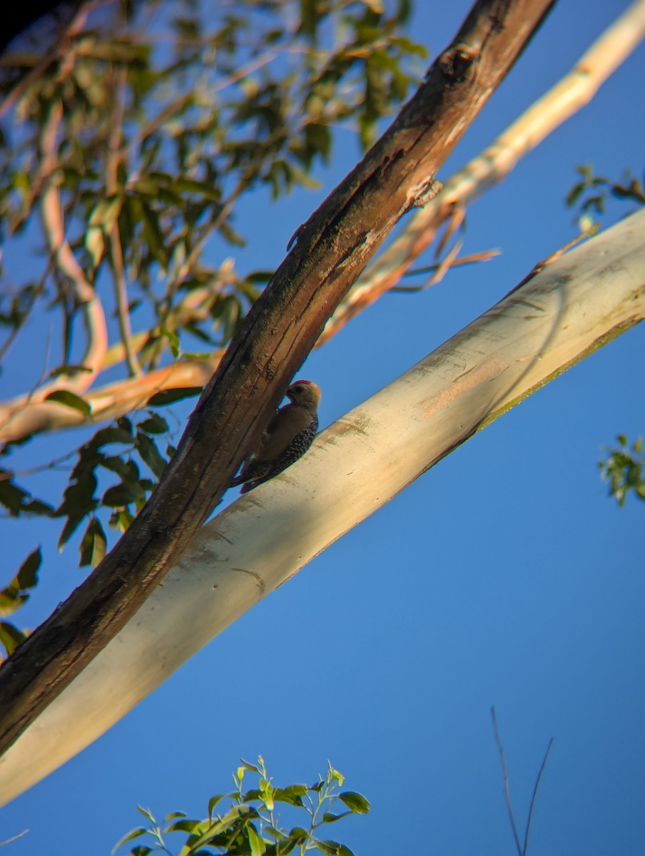 Hoffmann's Woodpecker - ML643980481