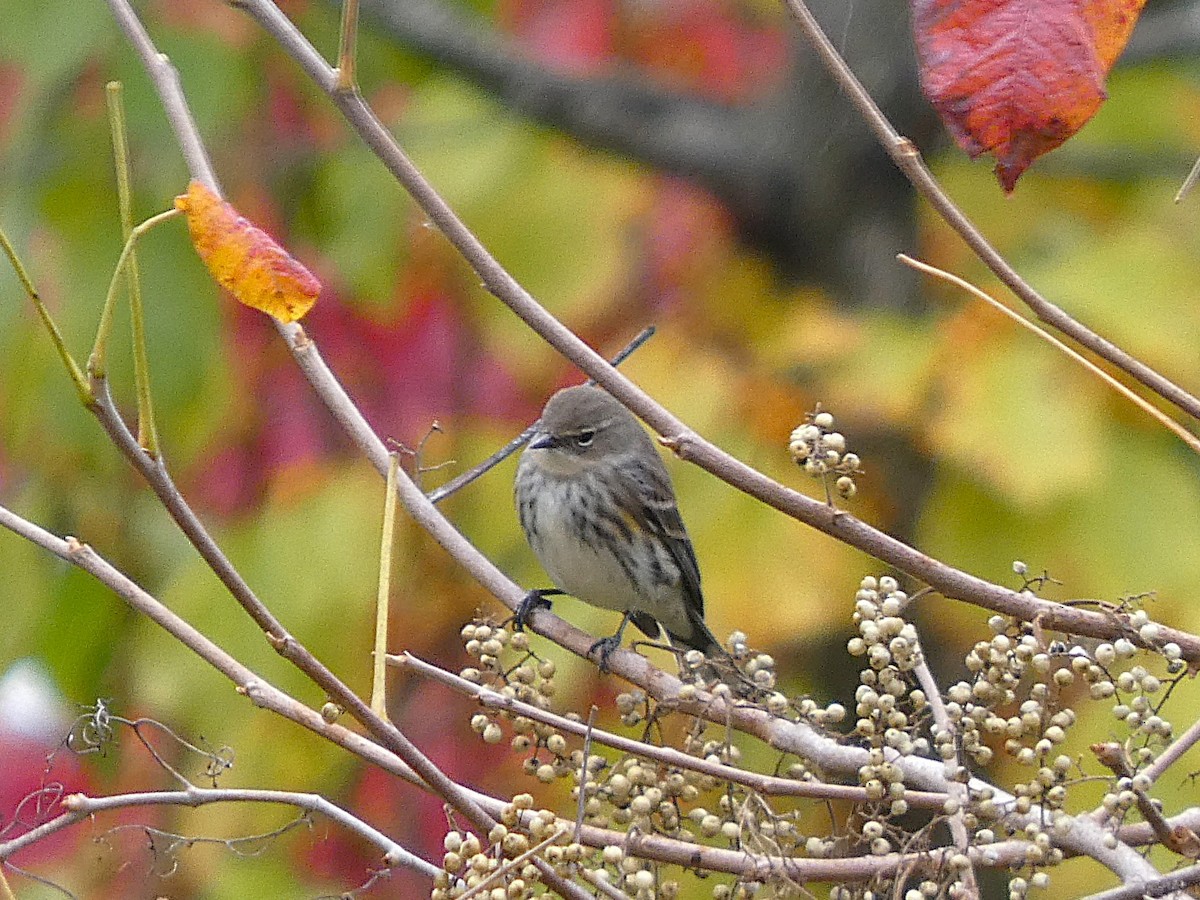 Yellow-rumped Warbler - ML643980484