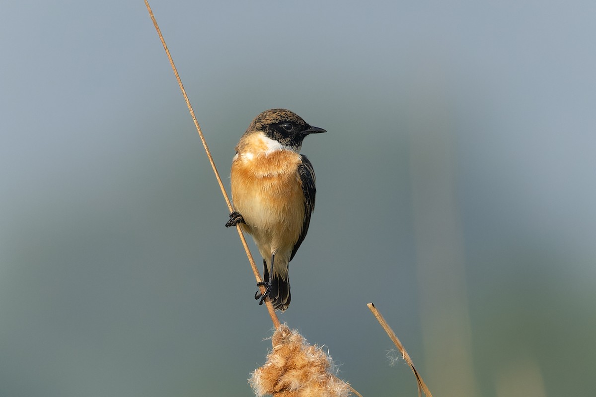 Siberian Stonechat - ML643980488