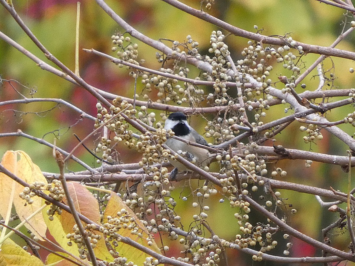 Carolina Chickadee - ML643980489