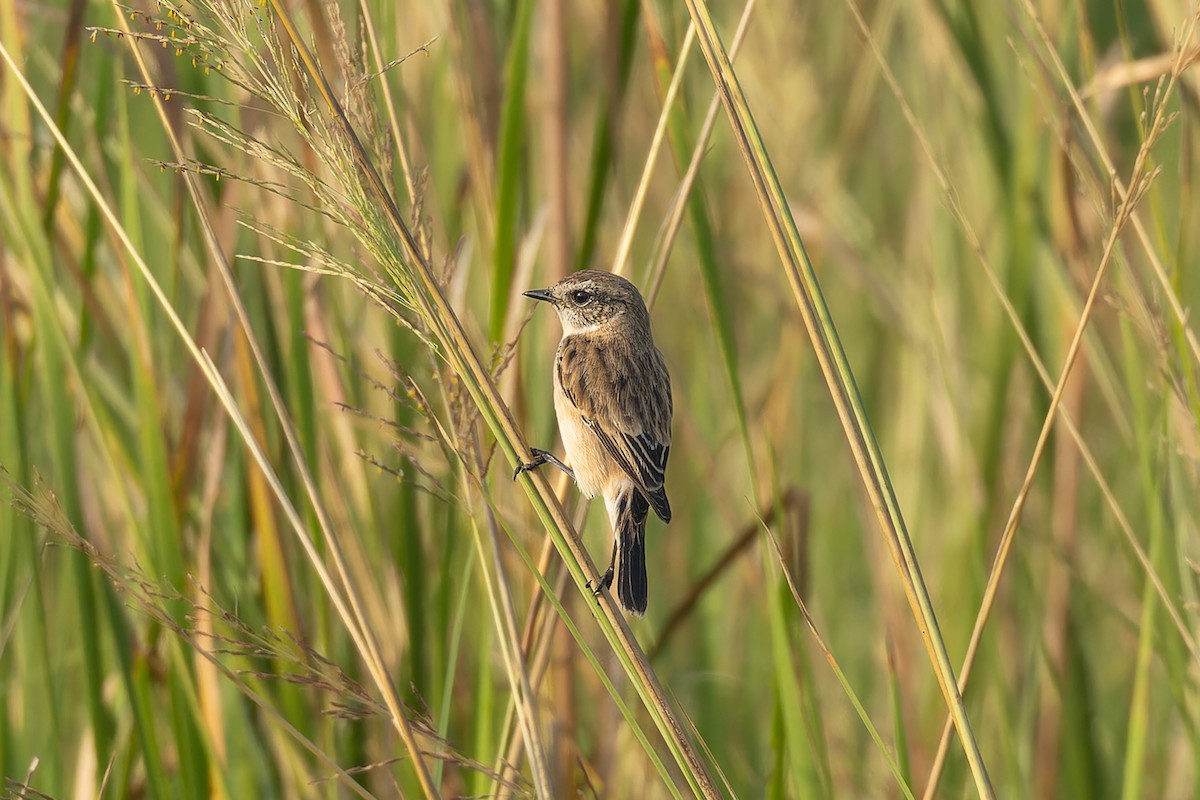 Siberian Stonechat - ML643980491