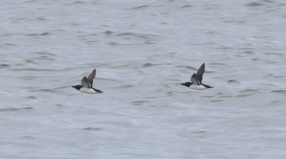 Razorbill - ML643980498