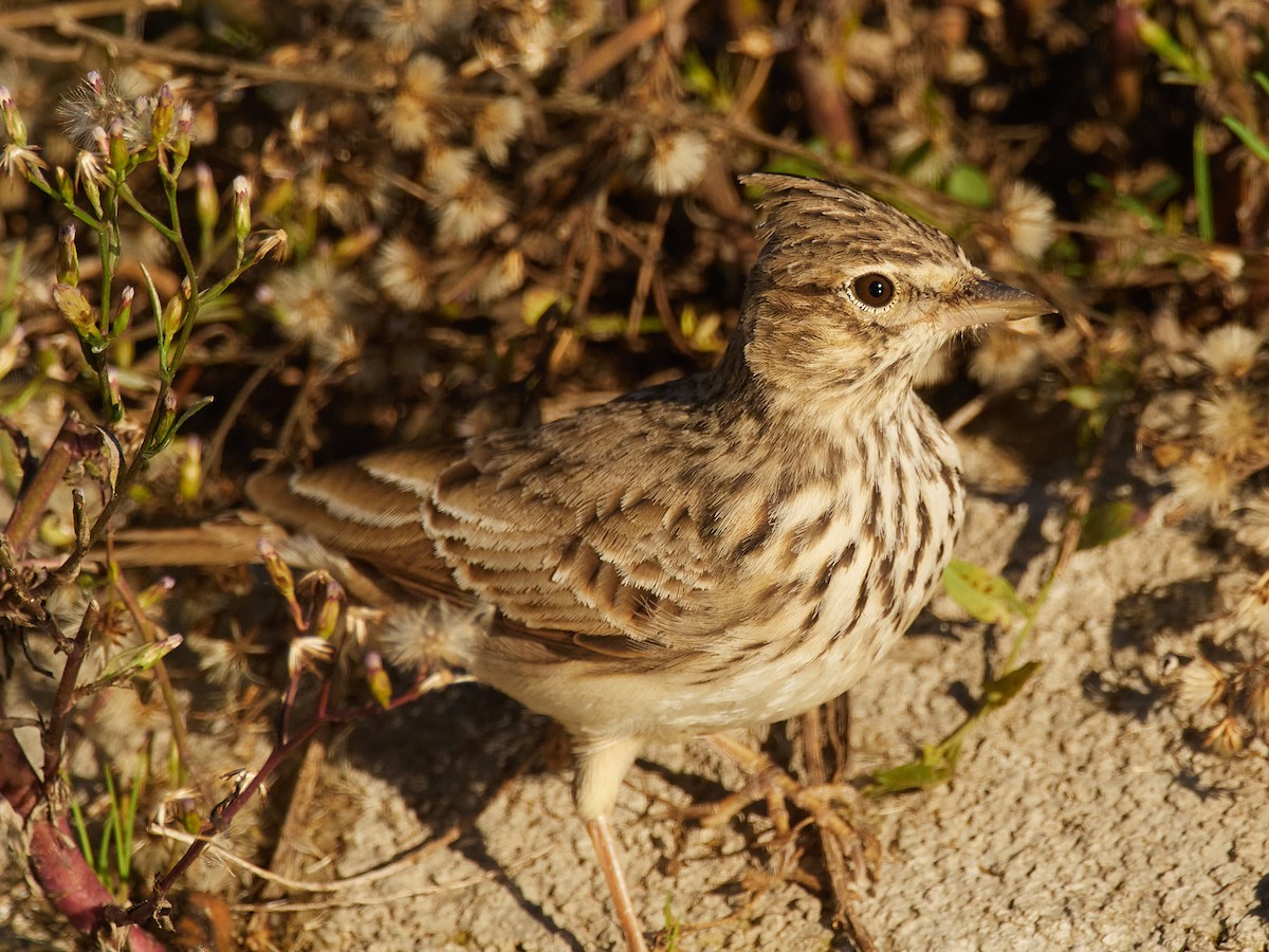 Thekla's Lark - ML643980511