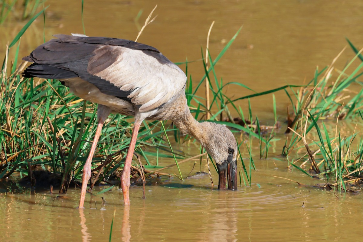 Silberklaffschnabel - ML643980535