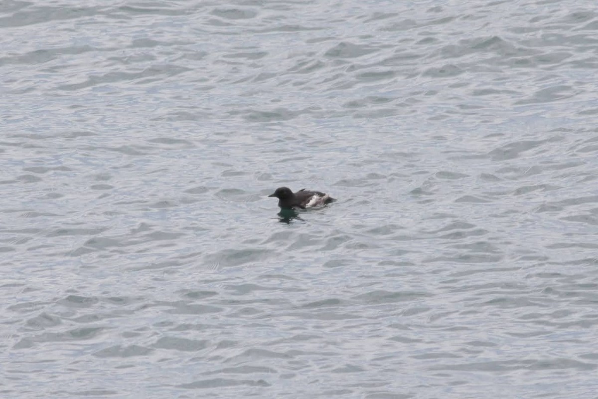 Black Guillemot - ML643980536