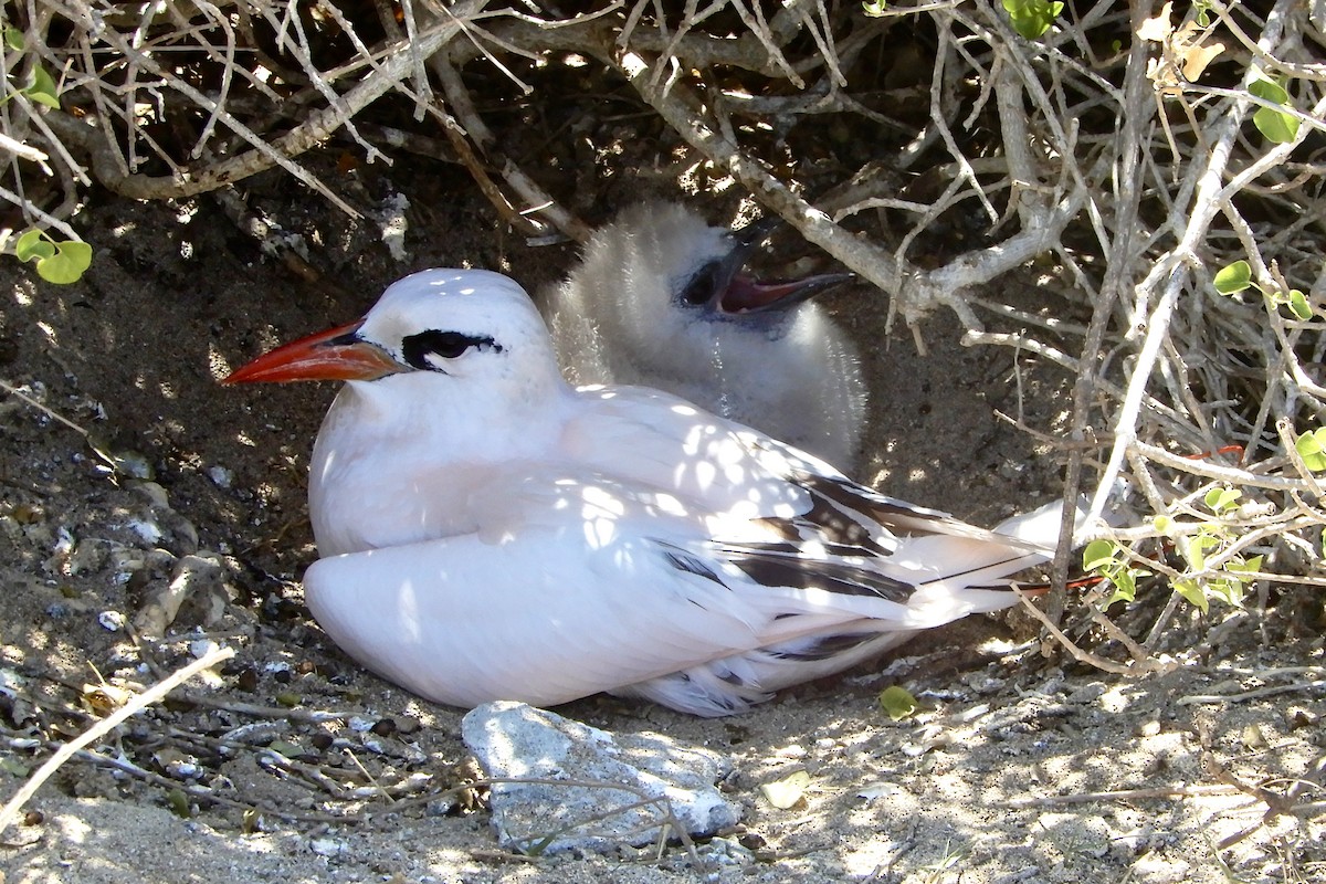 rødhaletropikkfugl - ML643980548