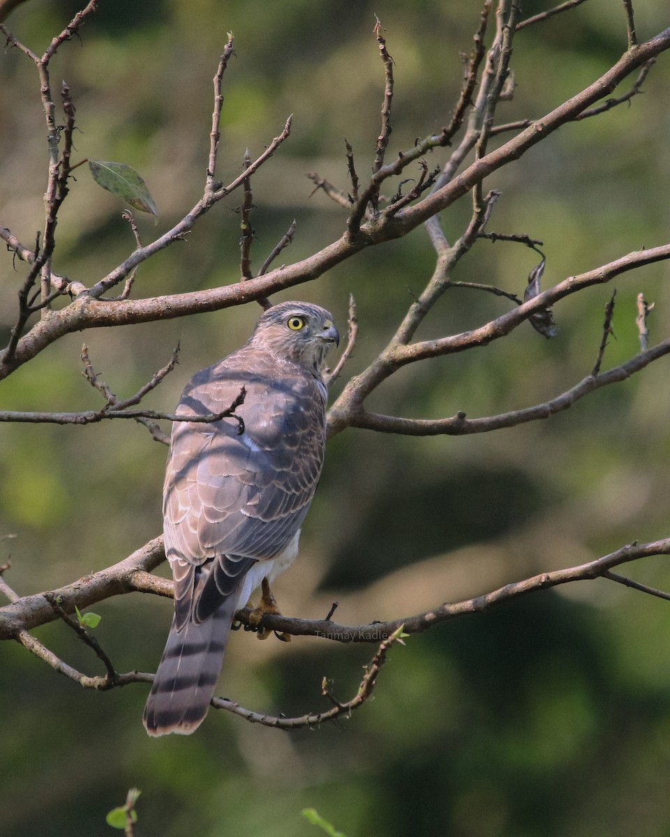 Shikra - ML643980553