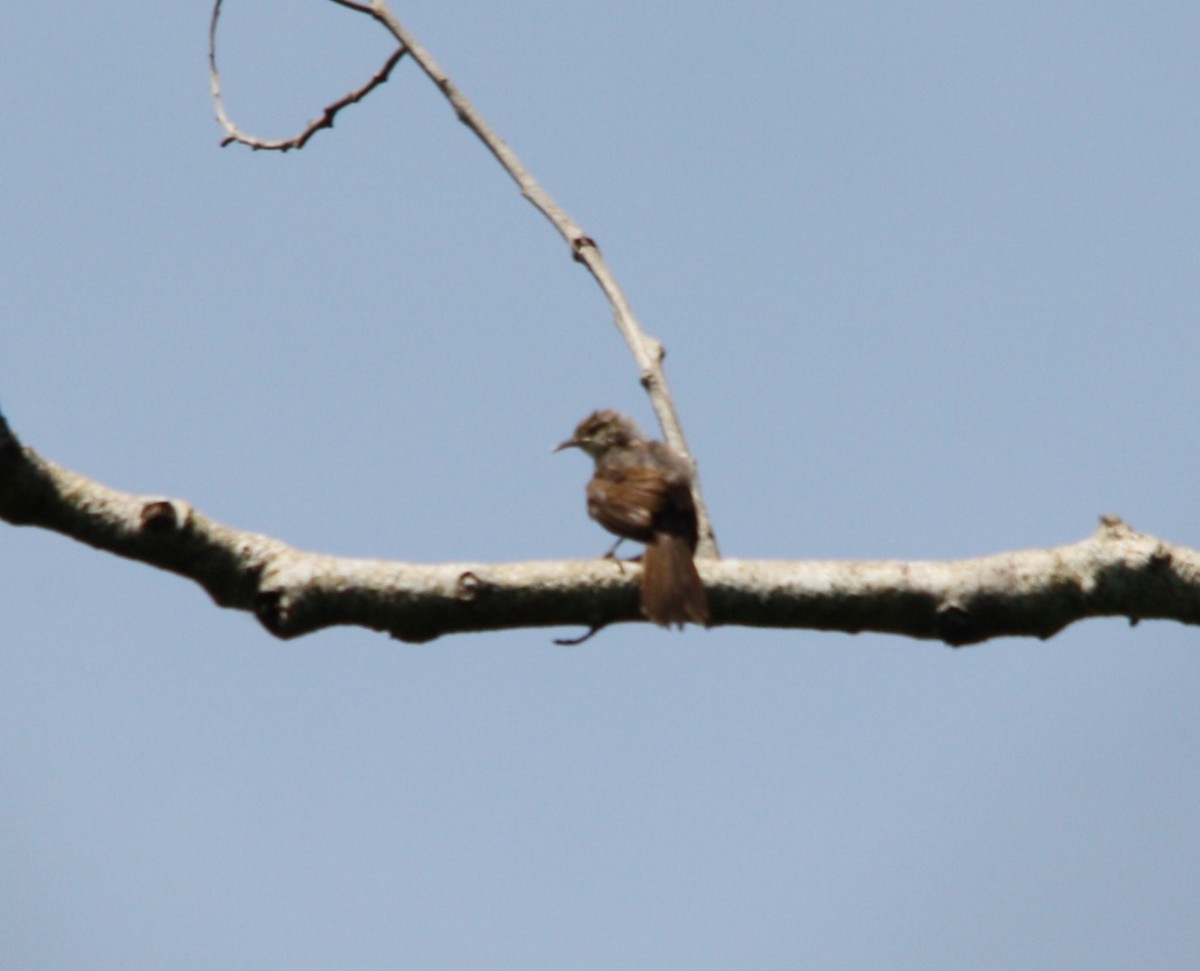 Black-billed Thrush - ML643980554