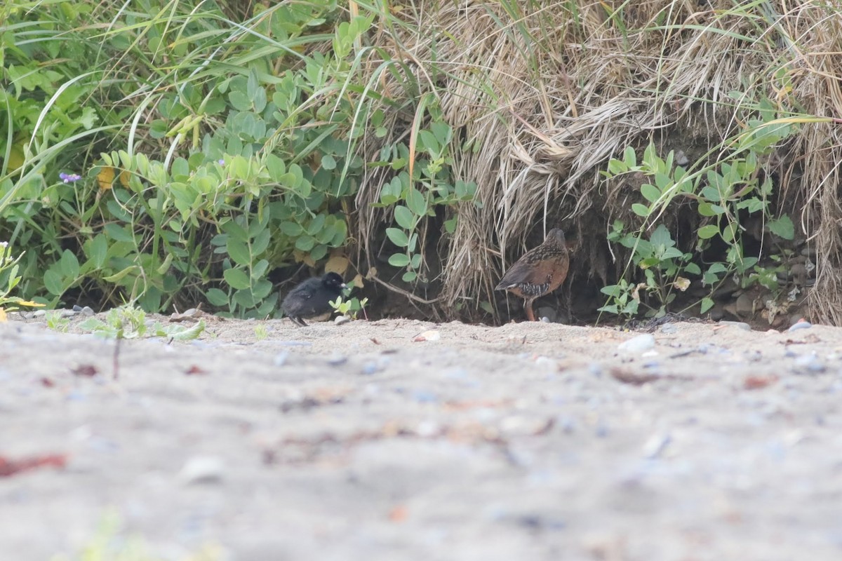 Virginia Rail - ML643980561