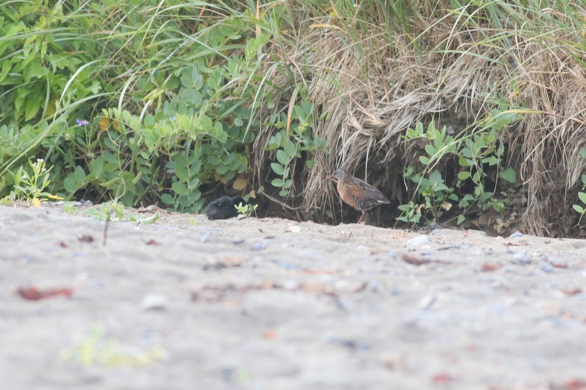 Virginia Rail - ML643980562